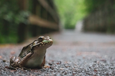 Musterfoto - Krötenwanderung Foto einer Kröte auf einer Straße © Chris Emerson auf Pixabay